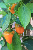 Wild West Organics Sweet Yellow Organic Bell Pepper Seeds - $13.95