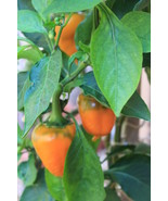 Wild West Organics Sweet Yellow Organic Bell Pepper Seeds - $13.95