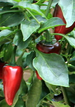 Wild West Organics &#39;Jumbo Jalapeno&#39; Organic Pepper Seeds - £10.78 GBP