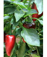 Wild West Organics 'Jumbo Jalapeno' Organic Pepper Seeds - £10.93 GBP
