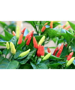 Wild West Organics Heirloom Organic Tabasco Pepper Seeds - £10.19 GBP