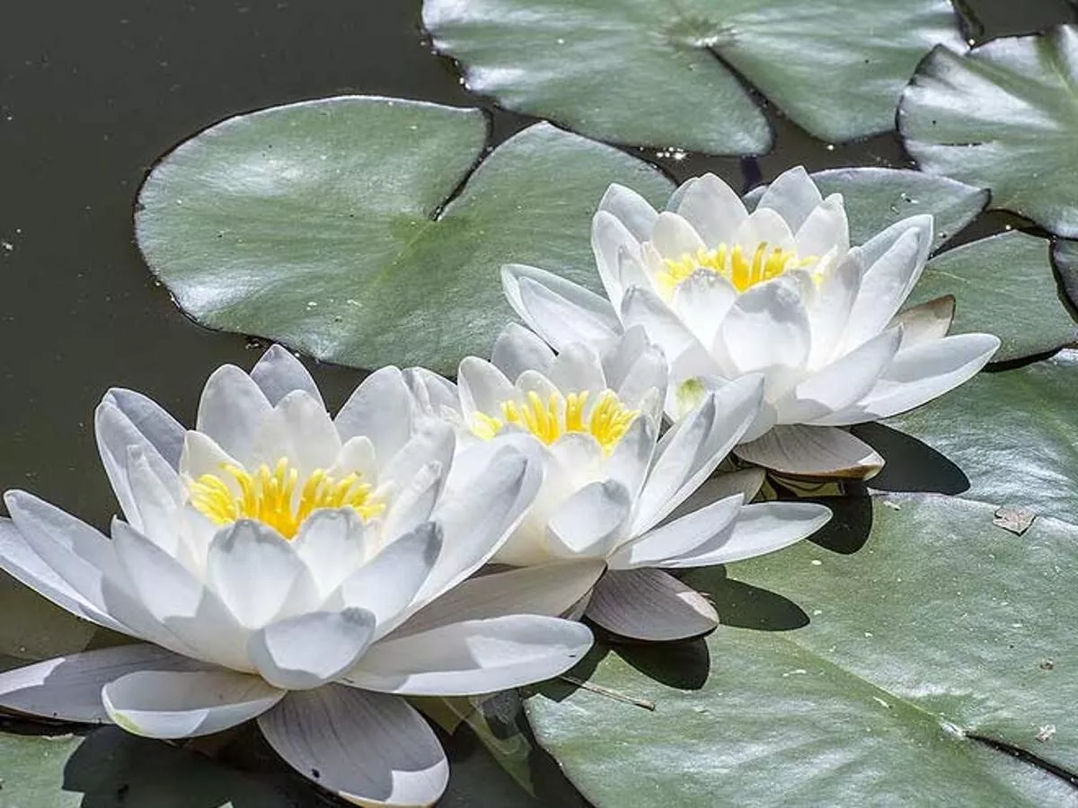 Tuber | Nymphaea odorata | White Water Lily | Live Plant | Native | Hardy - $17.25