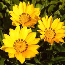 USA Seller Mpb#12 Gazania Seeds Garden Leader Yellow 25 Thru 500 Seeds Flower Se - $15.44