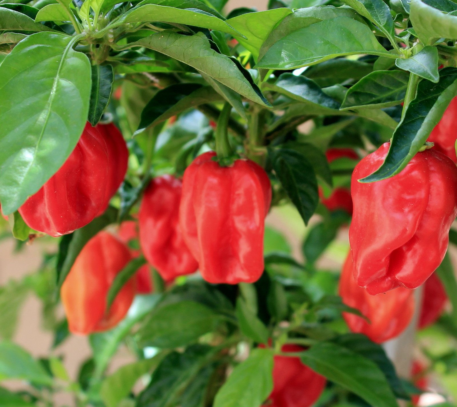 Wild West Organics Red Organic Habanero Pepper Seeds