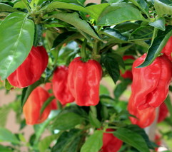 Wild West Organics Red Organic Habanero Pepper Seeds - £10.54 GBP