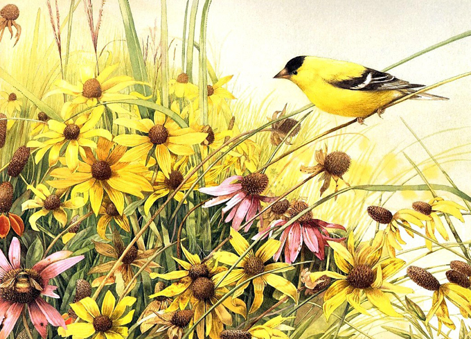 Yellow Finch And Flowers Cross Stitch Pattern***LOOK*** - $2.95