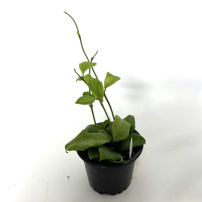 LWS Hoya Oblongata 3.5 inch Fast Shipping - £51.06 GBP