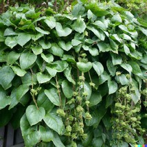 150 Malabar Spinach Seeds Giant Roundleaf Variety Edible Vine Vegetable USA SELL - $12.00