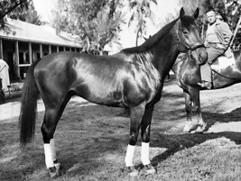 Dvd Story Of Citation   Racing&#39;s 8th Triple Crown Winner (1948) W/Bonus Footage - $39.99