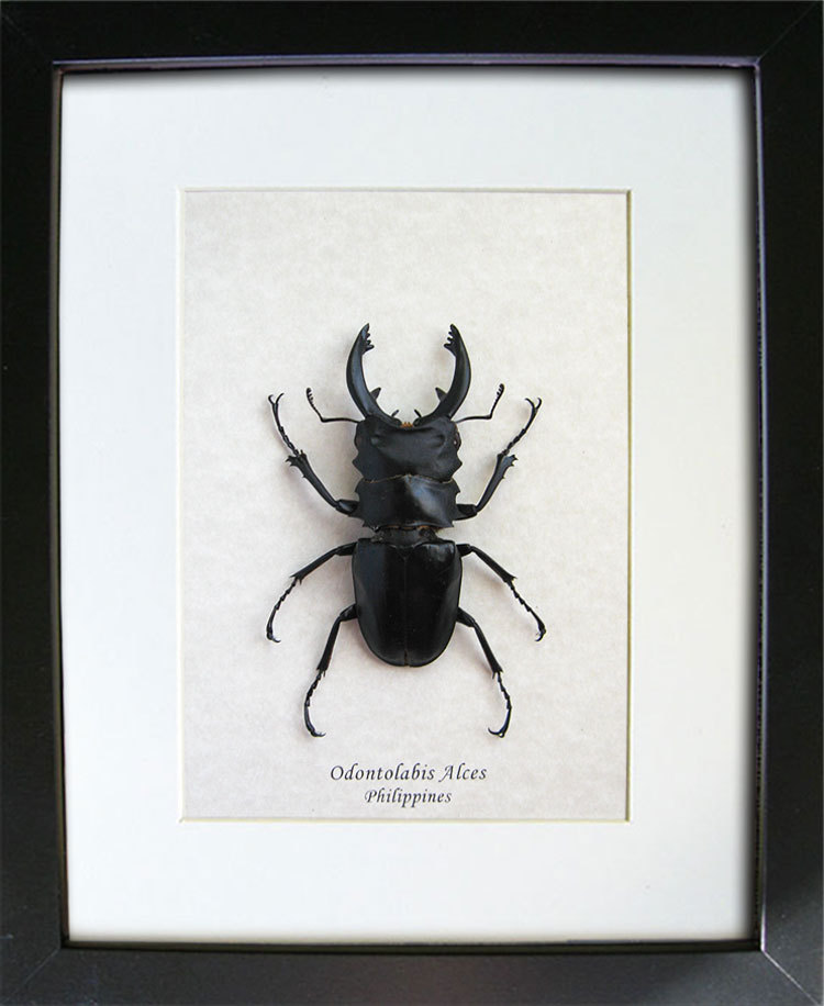 Monster Stag Real Beetle Odontolabis Alces Museum Quality Entomology Shadowbox