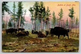 Beautiful Buffalo At Banff Alta Canada Postcard W27 - £7.01 GBP