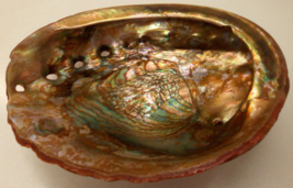 Natural Large Abalone Shell 7.5” x 6&quot; Seashell Polished interior Hawaii ... - £14.18 GBP
