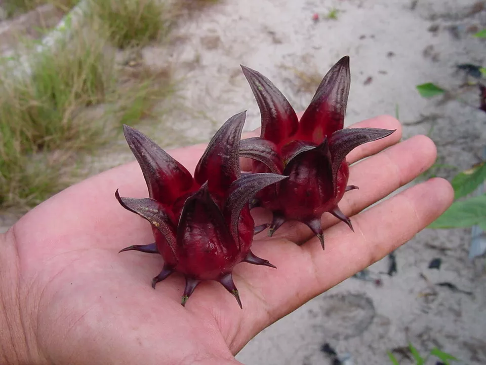 50 Roselle Seeds Asian Sour Leaf Hibiscus sabdariffa - £7.05 GBP