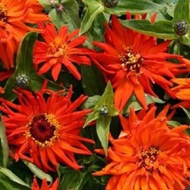 New 30 Giant Inca Orange Cactus Zinnia Flower Seeds Long Lasting AnnualFrom US - $8.35