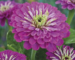 50 Seeds Giant Royal Purple Zinnia Flower - $9.67