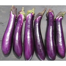 Purple Shine Eggplant  10 Seeds  Garden Beautiful USA SELLER - $5.60