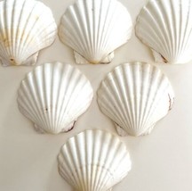 Sea Shells Scallops Maine Coast Wells Beach Bar Harbor Lot Of 6 Crafts E18 - £19.60 GBP
