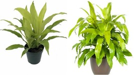 Live Plant Dracaena Deremensis Limelight Madagascar Dragon 6&quot; Pot living room - £65.74 GBP