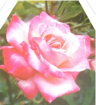Kordes Perfecta Everblooming Hybrid Tea Rose 3 Gal Live Bush Plants Plant Roses - £42.36 GBP