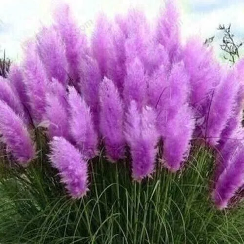 Purple Pampas Grass 200 Seeds Perennial Flowering Oramental Fresh Garden - £12.57 GBP