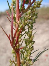 GIB 500 Beach Wormwood Artemisia Caudata Silvermound Red Sagewort Herb Flower Se - £12.59 GBP