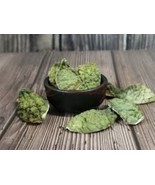 Premium Dried Kaffir Lime Peel - Digestive Aid, Stress Relief, 100% Natu... - $11.25