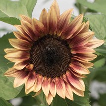 Plum Sunflower Seeds 15 Seeds Fast Shipping - £12.08 GBP