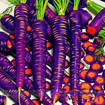 500 Seeds Purple Dragon Carrot Absolutely Unique Bird&#39;S Nest Carota Gardening - $8.22