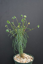 Euphorbia clava exotic sudafrica africa treisia african rare bonsai seed... - $8.99