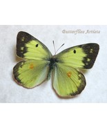 Colias Philodice Female Clouded Sulphur Butterfly Framed Entomology Shad... - $58.99