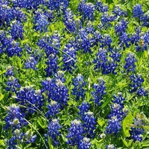 New Fresh Seeds Lupine Texas Bluebonnet Wildflower Sunpartial Shade 50 Seeds - £6.52 GBP