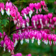 25 Bright Pink Purple Bleeding Heart Seeds Flowers Seed Flower USA Fast Shipping - £12.17 GBP