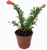 4&quot; Pot Punica Dwarf Pomegranate Live Plant Bonsai Houseplant Outdoors Edible  - £53.42 GBP