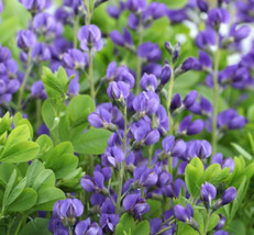 Baptisia Wild Indigo Blue Flowers Butterfly Host Plant Perennial NON-GMO 50 Seed - £7.38 GBP