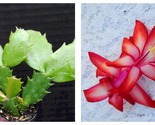 Sunburst Fantasy Christmas Cactus Schlumbergera Truncata Starter Plant - $32.93