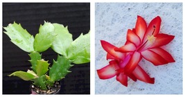 Sunburst Fantasy Christmas Cactus Schlumbergera Truncata Starter Plant - £26.22 GBP