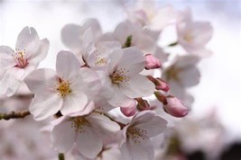 Sakura Japanese Cherry Blooms Flower, 10 SEEDS D - £12.86 GBP