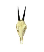 Real Duiker Skull - Common Duiker Taxidermy Cranium - Rare-Size: 10.5X5.... - $2,458.70 MXN
