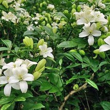 New Fresh Seeds Murraya Paniculata Tall Variety Orange Jasmine 5 Seeds - £18.08 GBP