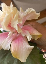 VP Cream Pink Hibiscus Seeds / 10 Seeds / Flower Tropical Perennial Flower - £4.46 GBP