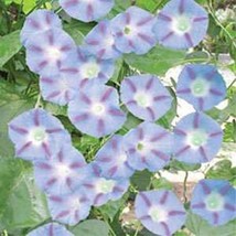 Tall Morning Glory Seed Ipomoea Purpurea Caprice Flower 500 Seeds Fresh Garden U - £16.10 GBP