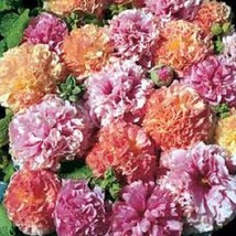 SGHOST 30 Alcea Double Hollyhock Fruity Mix Flower Seeds Perennial USA Seller - £6.65 GBP