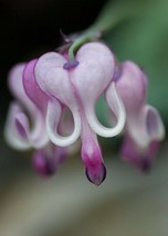 FA Store 25 Purple White Bleeding Heart Seeds Flowers Seed - £8.68 GBP