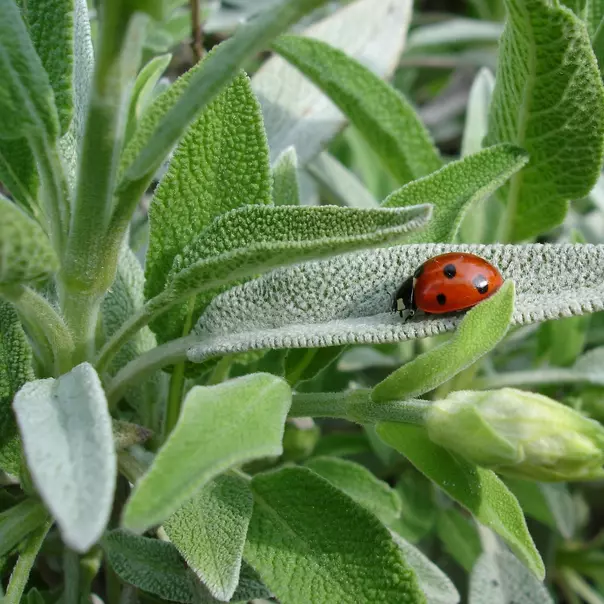 Sage 50 Seeds - £3.18 GBP