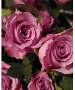 10 Pink Rose Bush Roses Garden Plants Flowers Seeds - $7.75