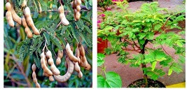 Tamarind Tree 10 Seeds Tamarindus indica Tropical Fruit Flower Plant, Bo... - £16.71 GBP