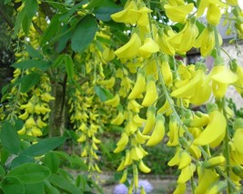 Laburnum Anagyroides (Golden Chain tree) 10 seeds - £0.96 GBP