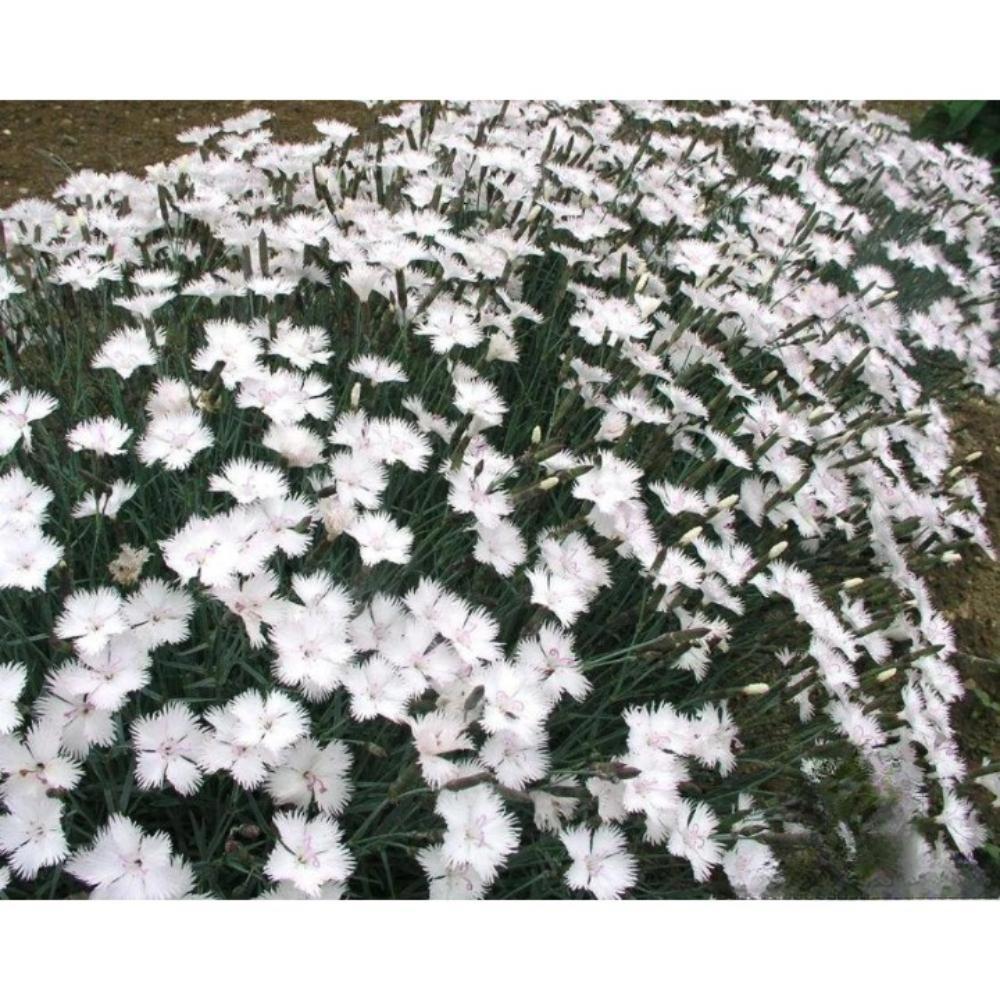 200+ Dianthus Greystone Carnation Seeds | Elegant Fragrant Blooms - $16.50