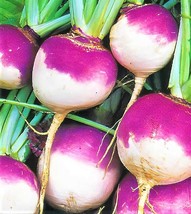 TKBONStore Purple Top White Globe Turnip Seeds 450 Seedsnon-Gmo - £5.82 GBP