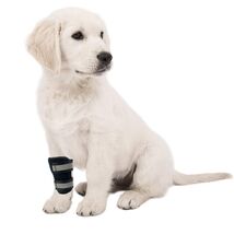 Dog Leg Brace Wrap Compression Sleeve with Metal Strips Size S - $273.00 MXN Dog Leg Brace Wrap Compression Sleeve with Metal Strips Size S - $273.00 MXN